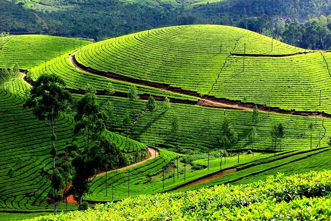 Day 1: Kochi to Munnar